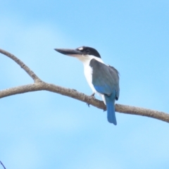 Todiramphus sordidus (Torresian Kingfisher) at Cairns North, QLD - 2 Jul 2023 by BenW