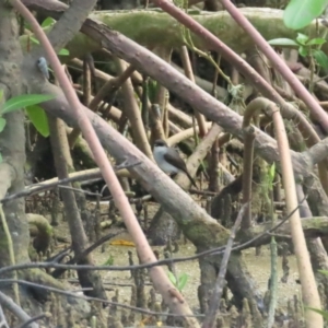 Melanodryas pulverulenta at Cairns North, QLD - 2 Jul 2023 10:16 AM