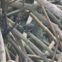 Melanodryas pulverulenta at Cairns North, QLD - 2 Jul 2023 10:16 AM