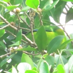 Cyclopsitta diophthalma at Cairns North, QLD - suppressed