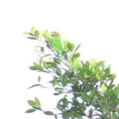 Cyclopsitta diophthalma at Cairns North, QLD - suppressed