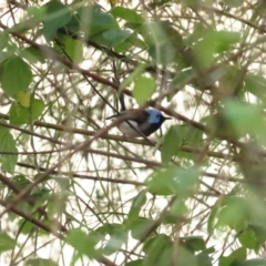 Malurus amabilis (Lovely Fairywren) at Port Douglas, QLD - 2 Jul 2023 by BenW