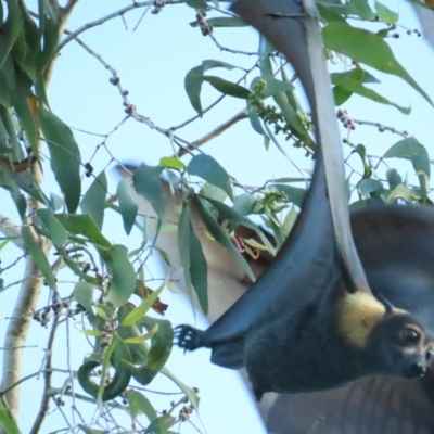 Pteropus conspicillatus (Spectacled Flying-fox) at Port Douglas, QLD - 25 Jun 2023 by BenW