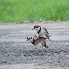 Thinornis melanops (Black-fronted Dotterel) at Port Douglas, QLD - 1 Jul 2023 by BenW