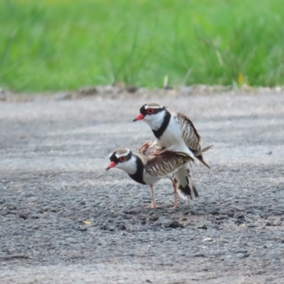 Charadrius melanops (Black-fronted Dotterel) at Port Douglas, QLD - 1 Jul 2023 by BenW