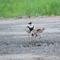 Thinornis melanops at Port Douglas, QLD - 1 Jul 2023 03:32 PM