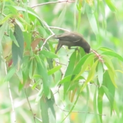 Myzomela obscura (Dusky Honeyeater) at Port Douglas, QLD - 1 Jul 2023 by BenW