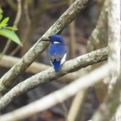 Ceyx pusillus at Port Douglas, QLD - suppressed