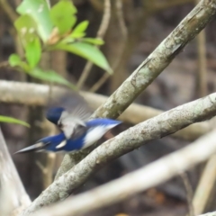 Ceyx pusillus at Port Douglas, QLD - suppressed