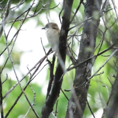 Gerygone magnirostris (Large-billed Gerygone) at Port Douglas, QLD - 30 Jun 2023 by BenW