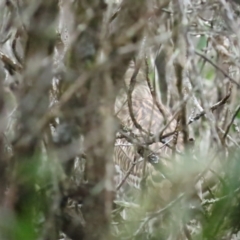 Nycticorax caledonicus (Nankeen Night-Heron) at Port Douglas, QLD - 30 Jun 2023 by BenW