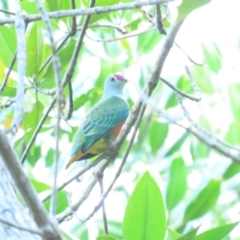 Ptilinopus regina (Rose-crowned Fruit-Dove) at Port Douglas, QLD - 30 Jun 2023 by BenW