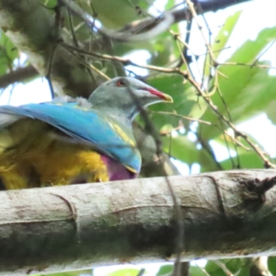 Ptilinopus magnificus (Wompoo Fruit-dove) at Julatten, QLD - 30 Jun 2023 by BenW