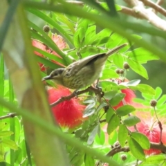 Xanthotis macleayanus (Macleay's Honeyeater) at Julatten, QLD - 30 Jun 2023 by BenW