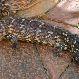 Tiliqua rugosa at Red Hill, ACT - 31 Mar 2021