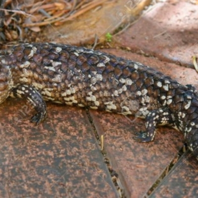 Tiliqua rugosa (Shingleback Lizard) at Red Hill, ACT - 31 Mar 2021 by KMcCue