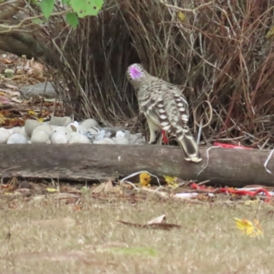 Chlamydera nuchalis (Great Bowerbird) at Mount Molloy, QLD - 30 Jun 2023 by BenW