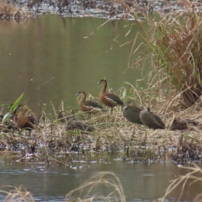 Dendrocygna arcuata (Wandering Whistling-Duck) at Julatten, QLD - 30 Jun 2023 by BenW