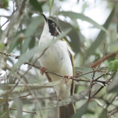 Melithreptus albogularis (White-throated Honeyeater) at Mount Molloy, QLD - 30 Jun 2023 by BenW