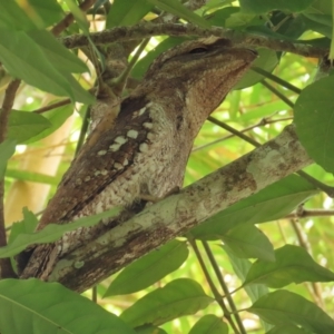 Podargus papuensis at Julatten, QLD - suppressed
