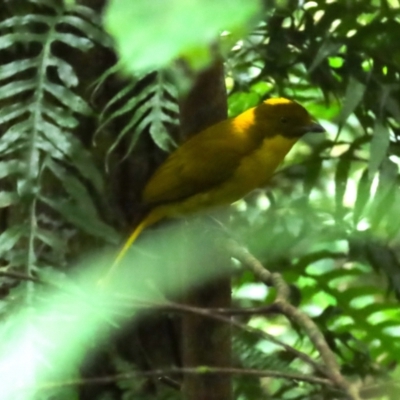 Prionodura newtoniana (Golden Bowerbird) at Mount Carbine, QLD - 29 Jun 2023 by BenW