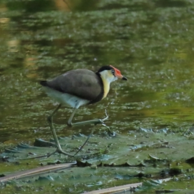 Irediparra gallinacea (Comb-crested Jacana) at Port Douglas, QLD - 29 Jun 2023 by BenW