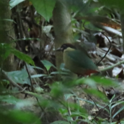 Pitta versicolor (Noisy Pitta) at Cow Bay, QLD - 29 Jun 2023 by BenW