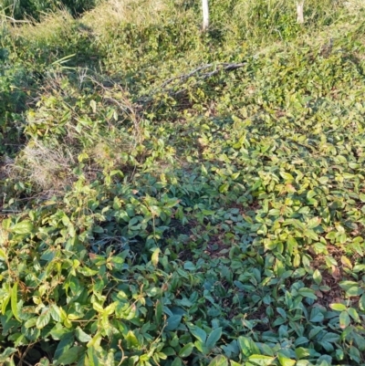 Kennedia rubicunda (Dusky Coral Pea) at Malua Bay, NSW - 2 Jul 2023 by LyndalT