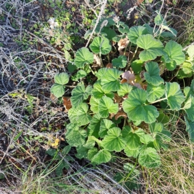 Pelargonium australe (Austral Stork's-bill) at Malua Bay, NSW - 2 Jul 2023 by LyndalT