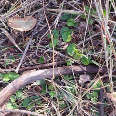 Dichondra repens (Kidney Weed) at Malua Bay, NSW - 2 Jul 2023 by LyndalT