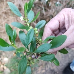 Myoporum boninense subsp. australe (Boobialla) at Malua Bay, NSW - 2 Jul 2023 by LyndalT