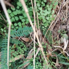 Adiantum aethiopicum (Common Maidenhair Fern) at Malua Bay, NSW - 2 Jul 2023 by LyndalT