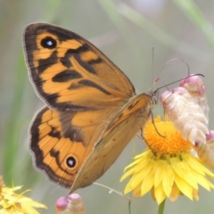 Heteronympha merope (Common Brown Butterfly) at Bowning, NSW - 11 Dec 2022 by michaelb