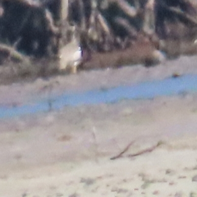 Esacus magnirostris (Beach Stone-curlew) at Killaloe, QLD - 28 Jun 2023 by BenW