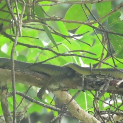 Dendrelaphis punctulatus (Green Tree Snake) at Lower Daintree, QLD - 29 Jun 2023 by BenW