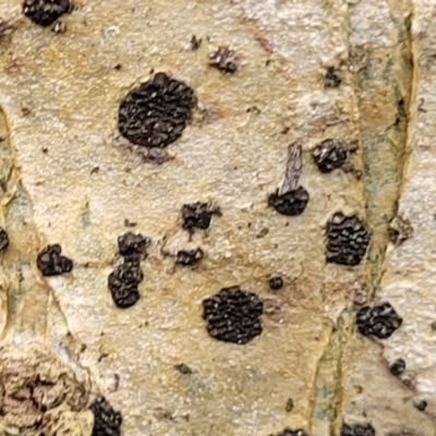 Unidentified Lichen at Nambucca Heads, NSW - 3 Jul 2023 by trevorpreston