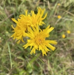 Podolepis robusta (Alpine Podolepis) at Nurenmerenmong, NSW - 18 Jan 2023 by NedJohnston