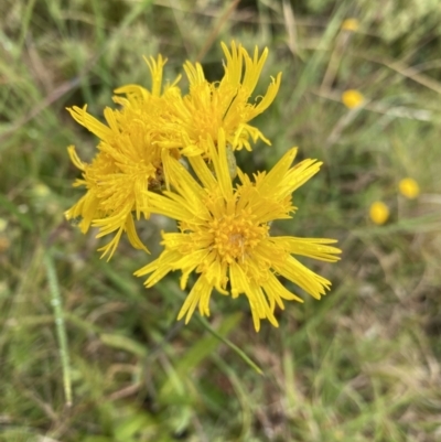 Podolepis robusta (Alpine Podolepis) at Nurenmerenmong, NSW - 18 Jan 2023 by NedJohnston