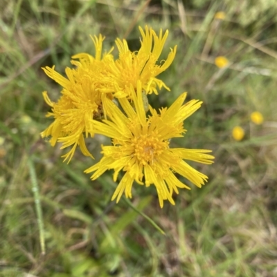 Podolepis robusta (Alpine Podolepis) at The Tops at Nurenmerenmong - 18 Jan 2023 by Ned_Johnston