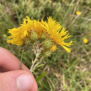 Podolepis robusta at Nurenmerenmong, NSW - 18 Jan 2023