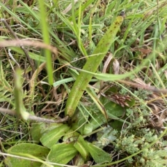 Podolepis robusta at Nurenmerenmong, NSW - 18 Jan 2023