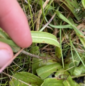 Podolepis robusta at Nurenmerenmong, NSW - 18 Jan 2023