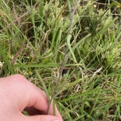 Podolepis robusta at Nurenmerenmong, NSW - suppressed