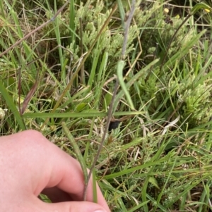 Podolepis robusta at Nurenmerenmong, NSW - 18 Jan 2023