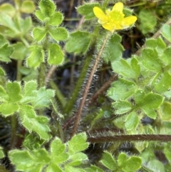 Ranunculus pimpinellifolius (Bog Buttercup) at The Tops at Nurenmerenmong - 18 Jan 2023 by Ned_Johnston