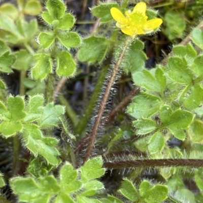 Ranunculus pimpinellifolius (Bog Buttercup) at Nurenmerenmong, NSW - 18 Jan 2023 by Ned_Johnston