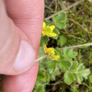 Ranunculus pimpinellifolius at Nurenmerenmong, NSW - 18 Jan 2023