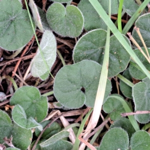 Dichondra repens at Watson, ACT - 3 Jul 2023