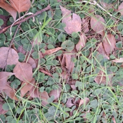 Dichondra repens at Watson, ACT - 3 Jul 2023