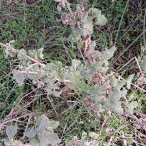 Marrubium vulgare at Watson, ACT - 3 Jul 2023